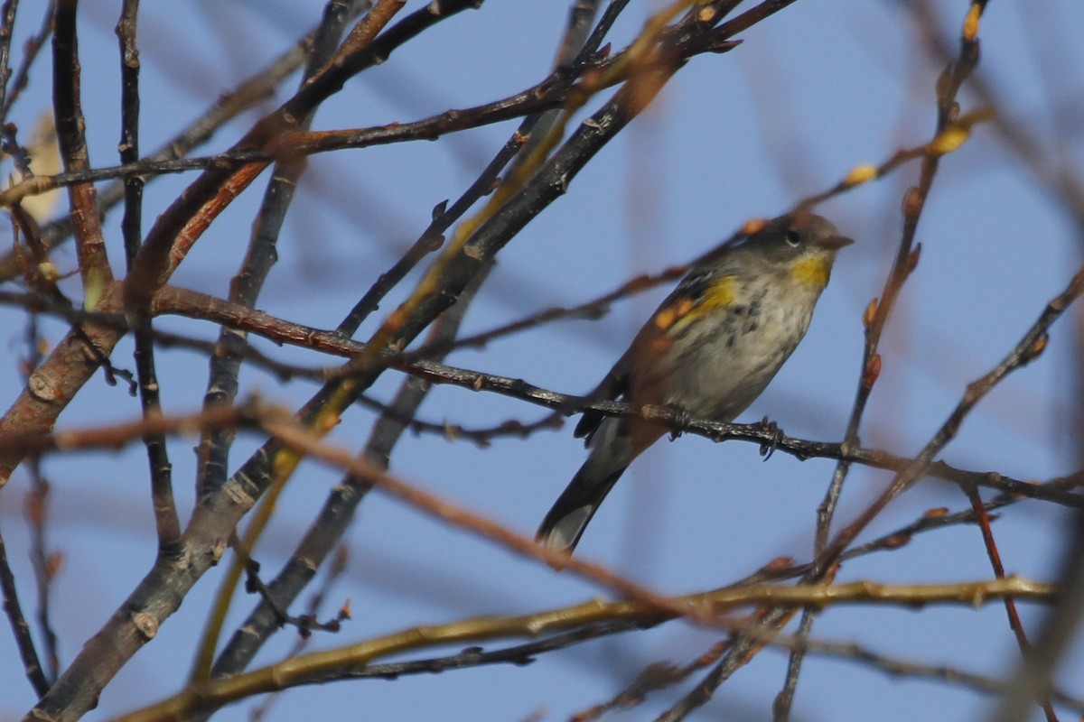 Yellow-rumped Warbler (Audubon's) - ML72900511