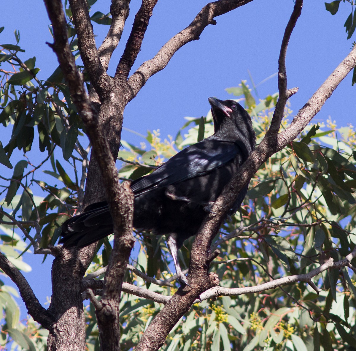 Australian Raven - Richard and Margaret Alcorn
