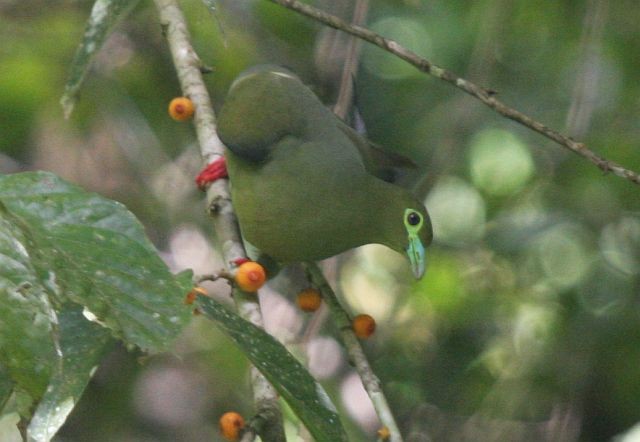 Sumatran Green-Pigeon - ML729032