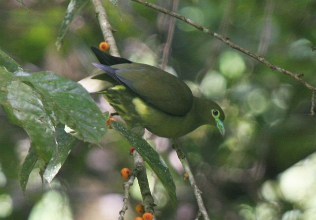 Sumatran Green-Pigeon - ML729033