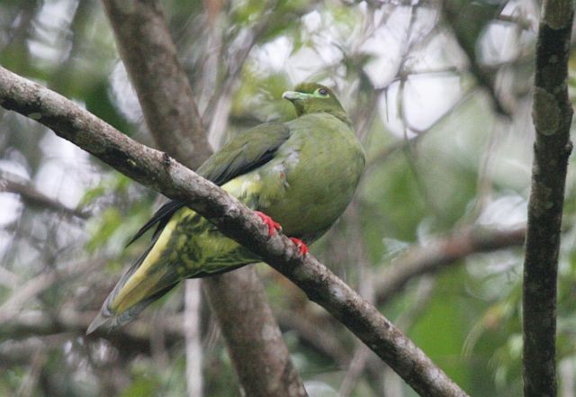 Sumatran Green-Pigeon - James Eaton