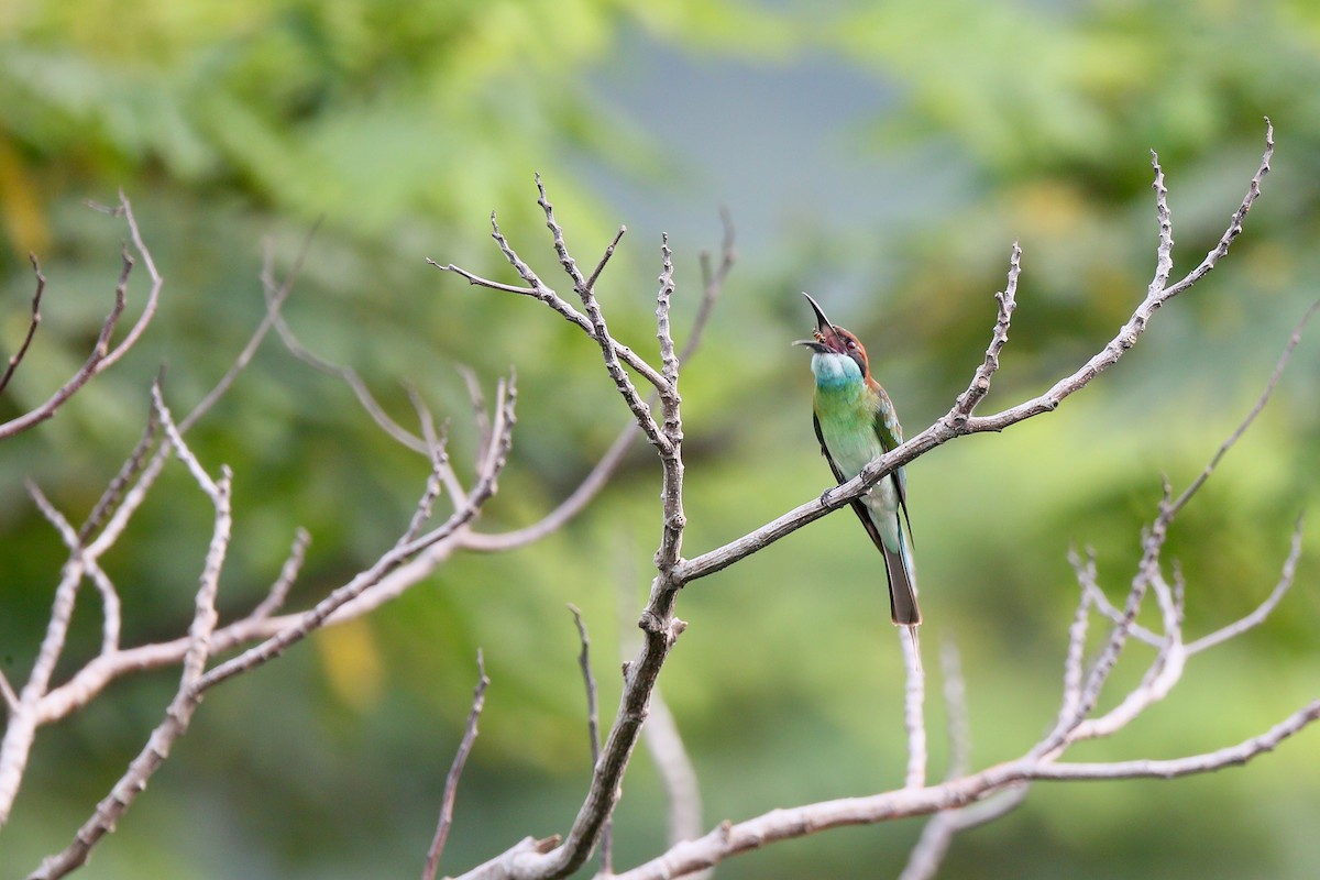 Blue-throated Bee-eater - Ting-Wei (廷維) HUNG (洪)
