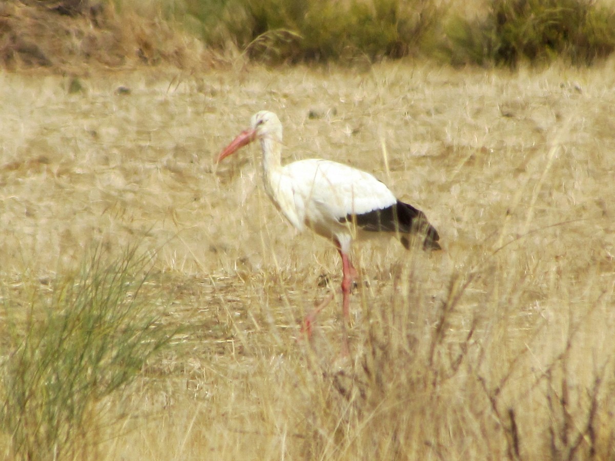 White Stork - Bruce Kerr
