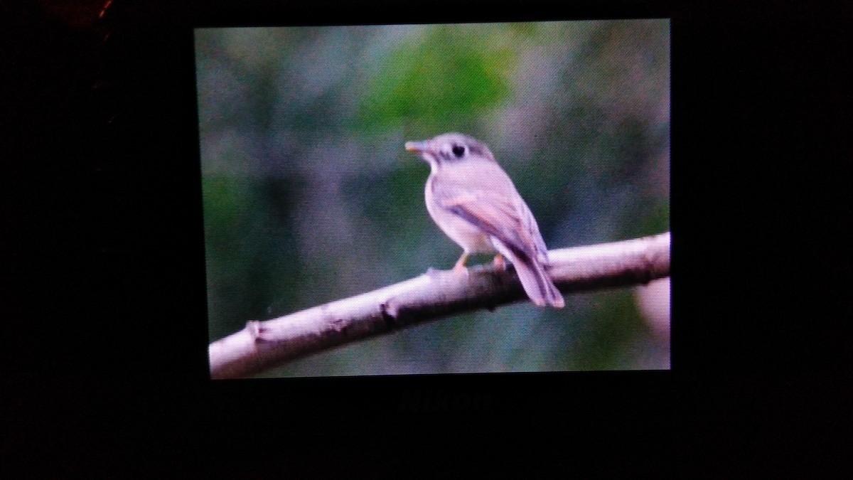 Brown-breasted Flycatcher - ML72904651
