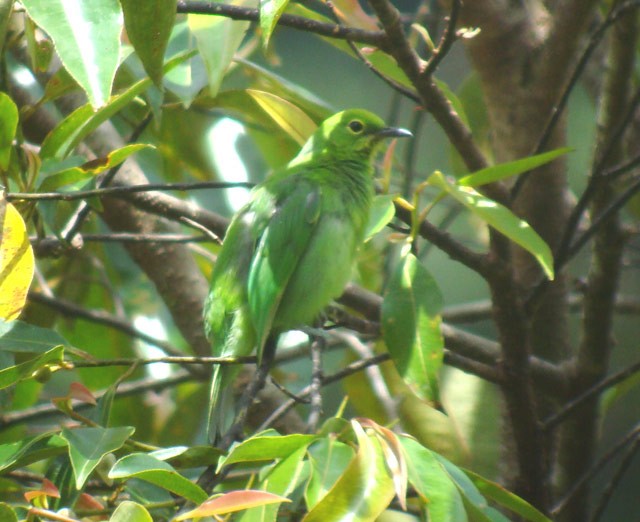 Sumatran Leafbird - ML729047