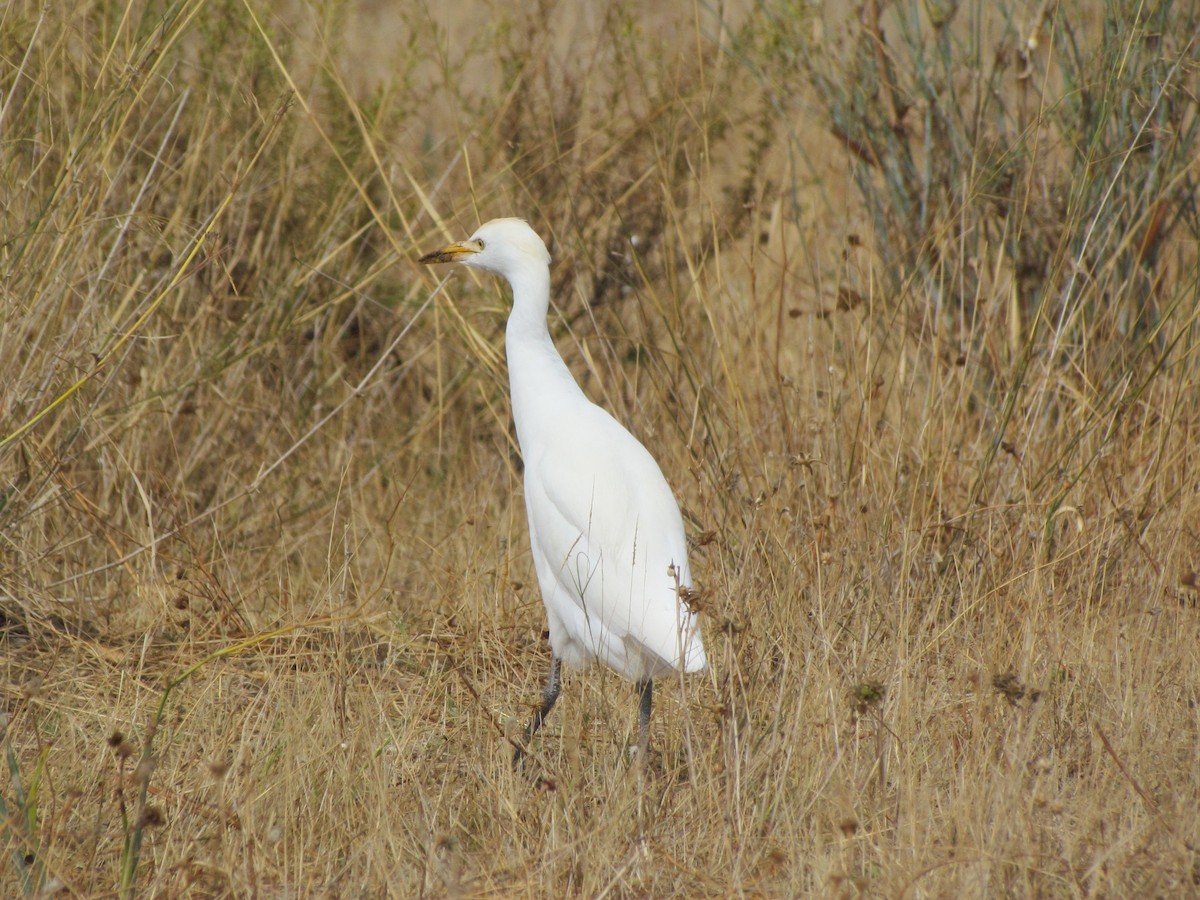 Египетская цапля (ibis) - ML72904711