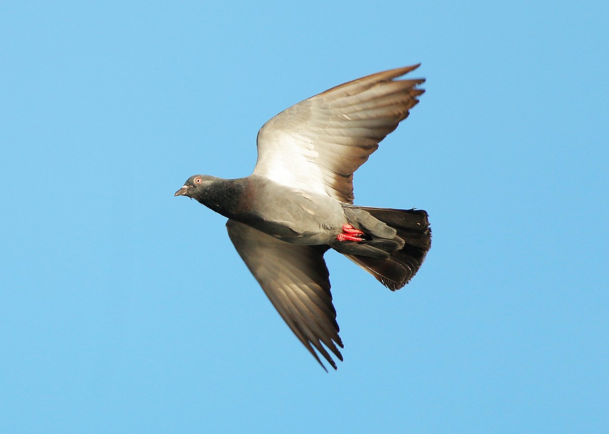 Rock Pigeon (Feral Pigeon) - ML72905941