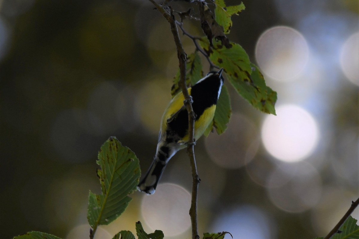 Green-backed Tit - ML72906121