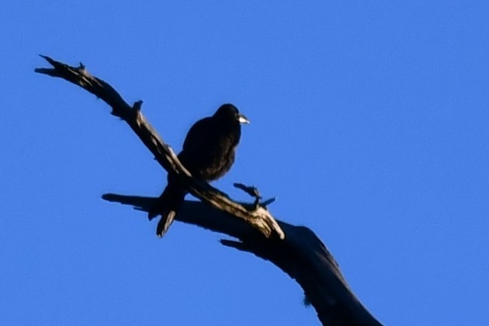 Large-billed Crow - ML72906171