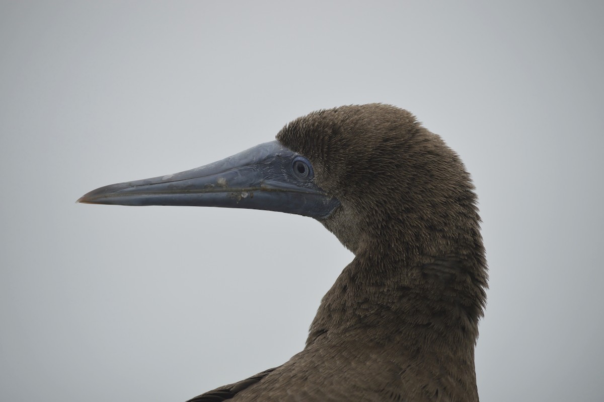 Brown Booby - ML72907501