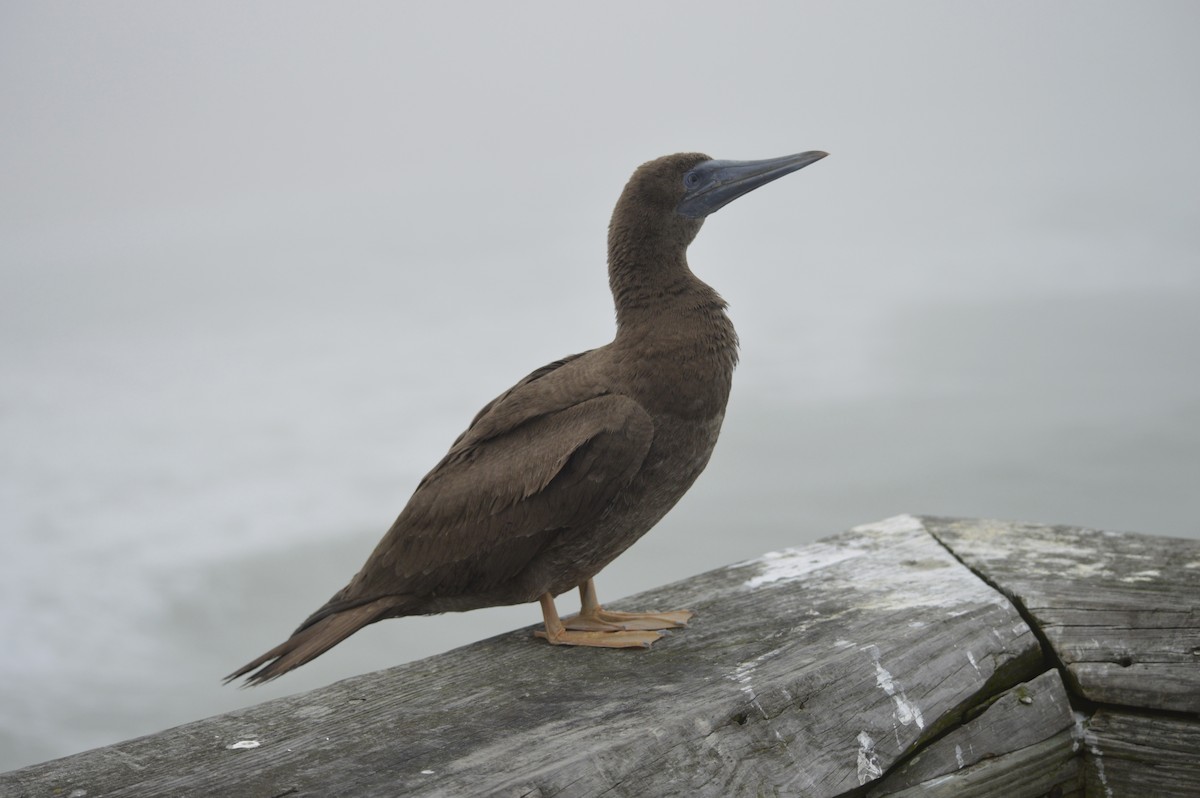 Brown Booby - ML72907521