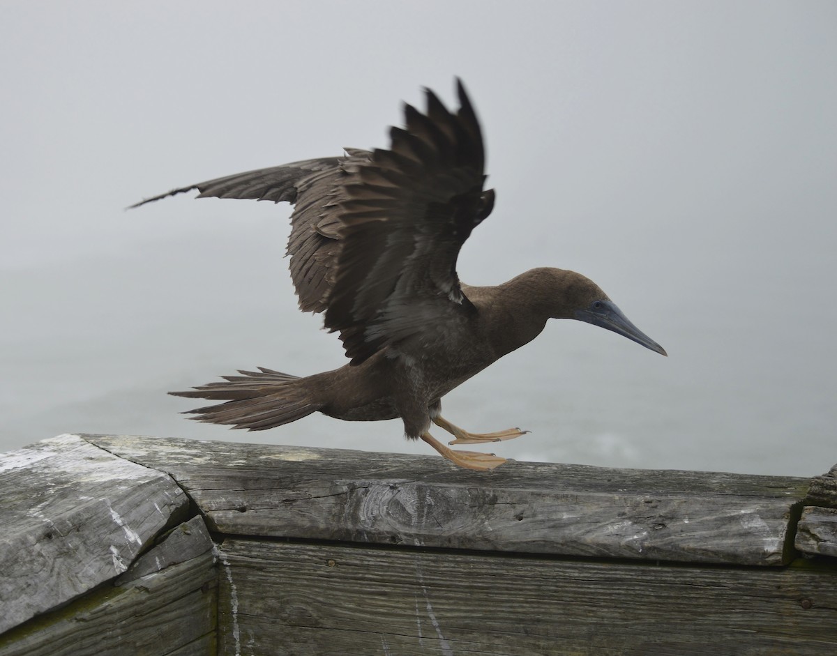 Brown Booby - ML72907531
