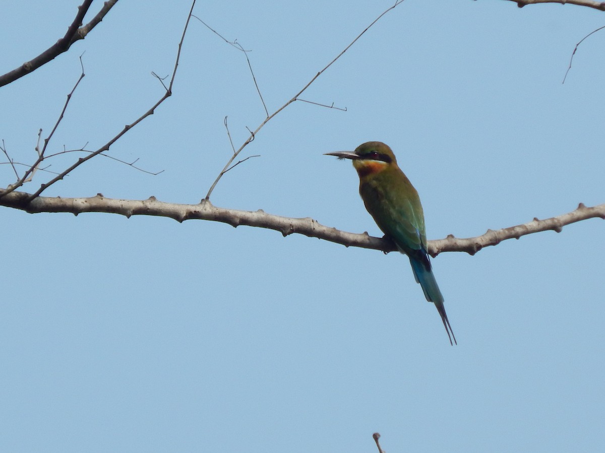Blue-tailed Bee-eater - ML72907981
