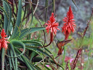  - Merida Starfrontlet