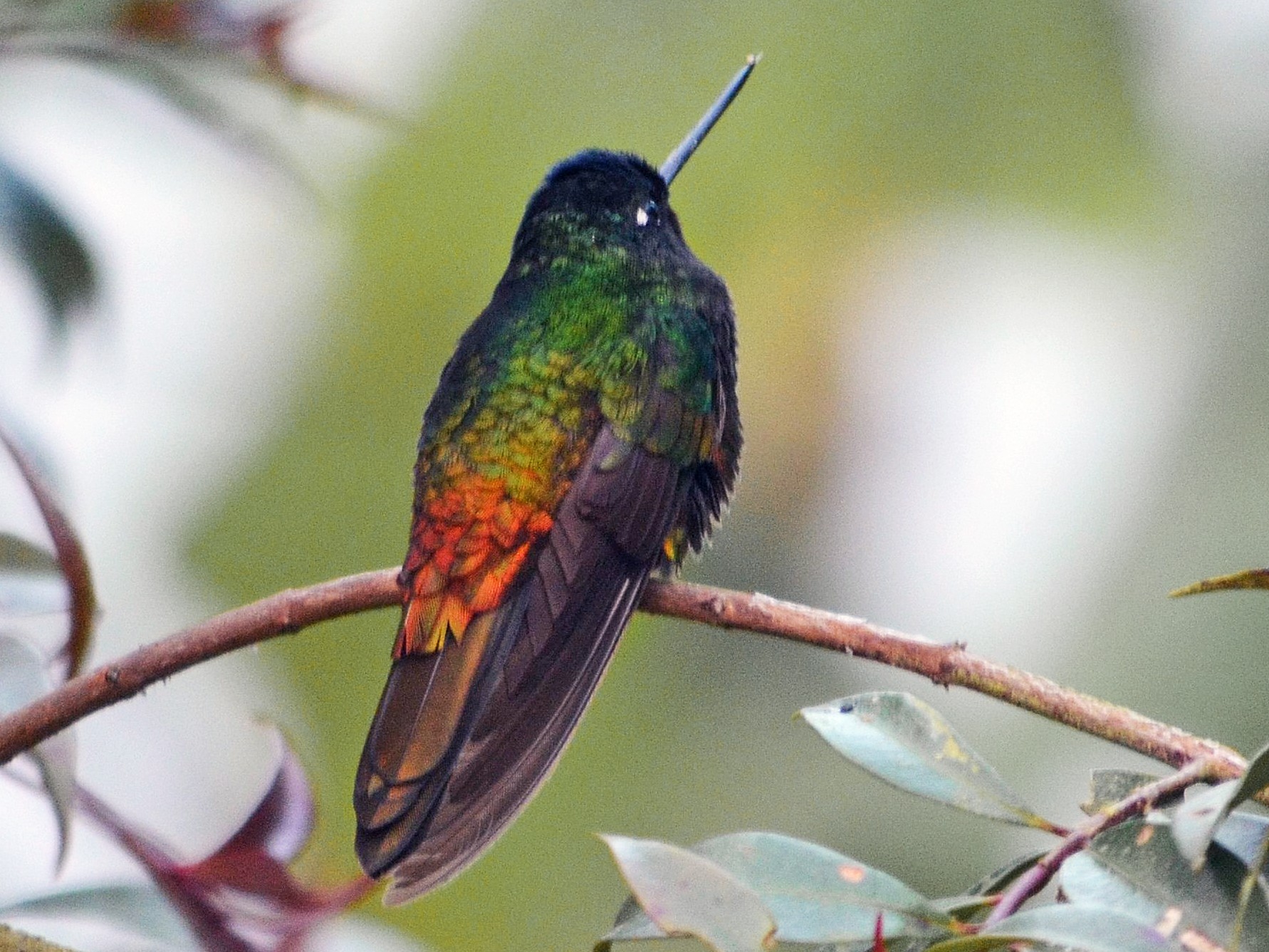 Golden-bellied Starfrontlet - eBird
