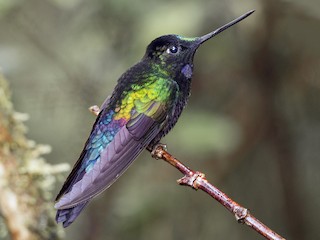  - Blue-throated Starfrontlet