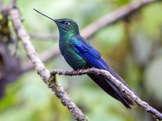Colibrí Aliazul - eBird