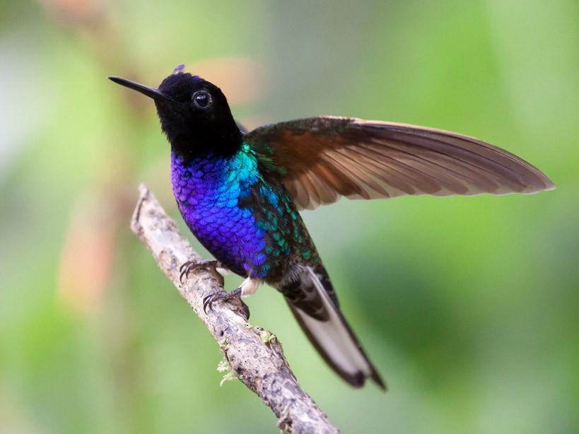 Velvet-purple Coronet - eBird