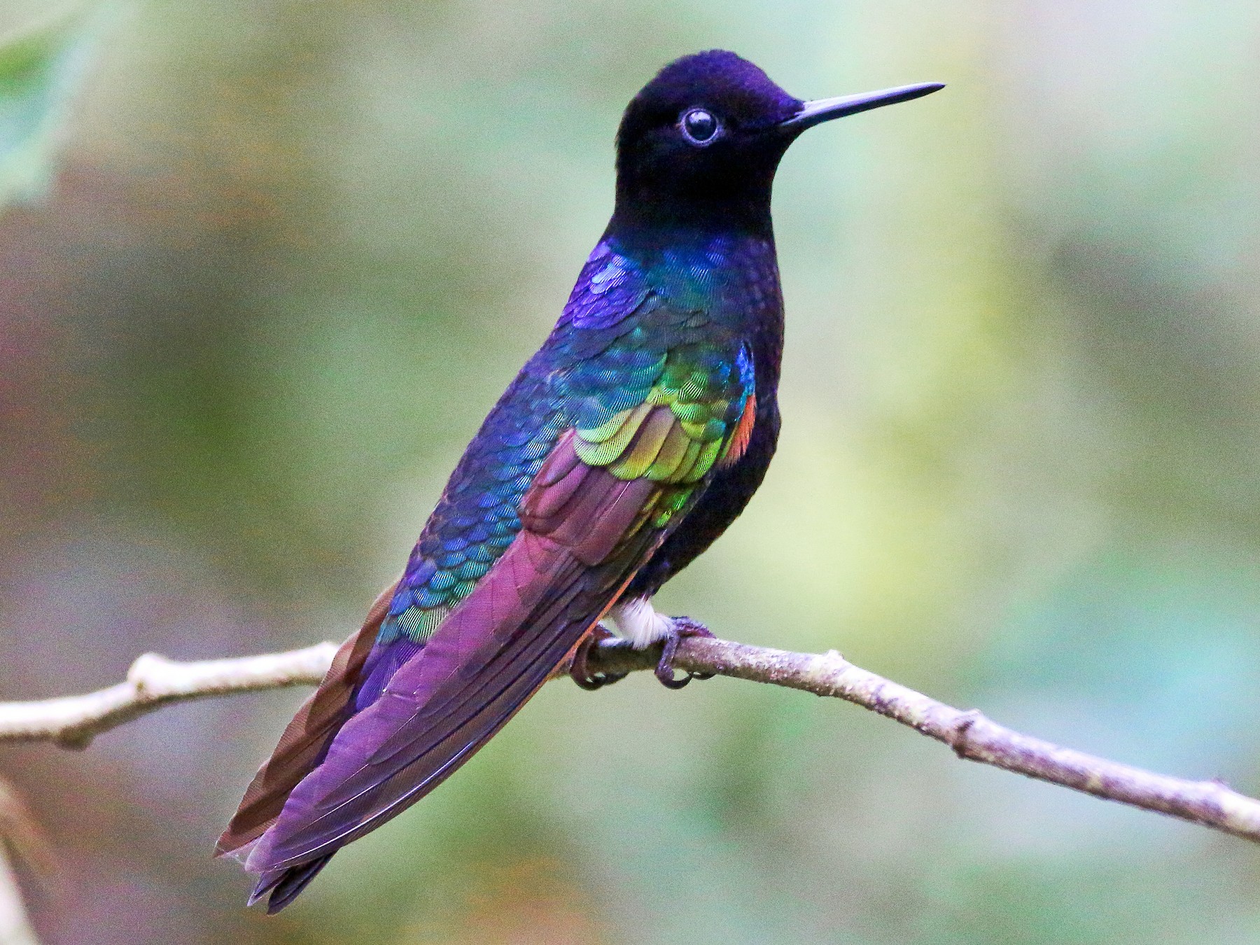 Velvet-purple Coronet - eBird