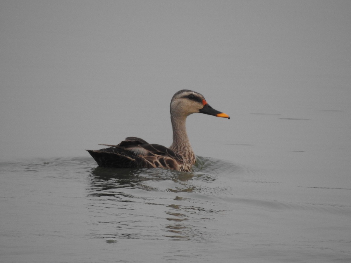 Indian Spot-billed Duck - ML72910831