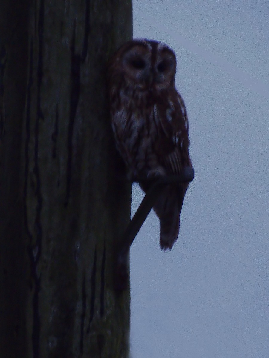 Tawny Owl - ML72910871
