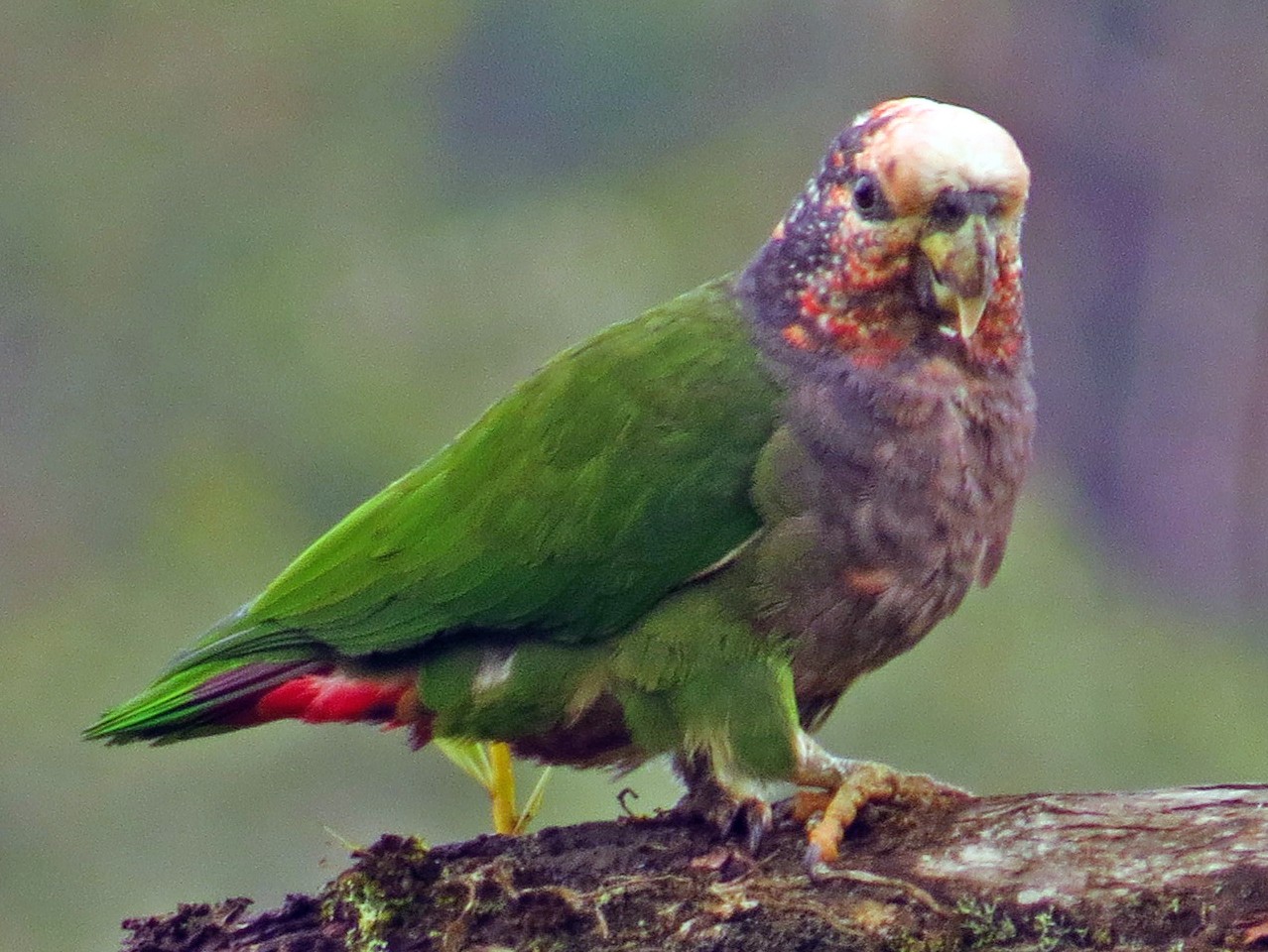 Speckle-faced Parrot - Jorge Muñoz García   CAQUETA BIRDING