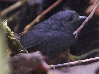  - Nariño Tapaculo