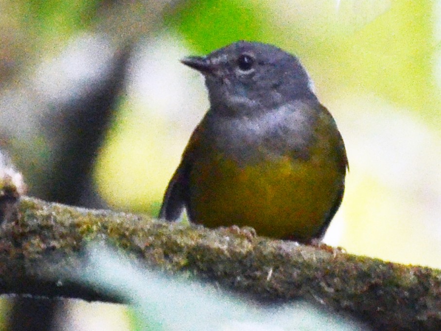 Gray-throated Warbler - David M. Bell
