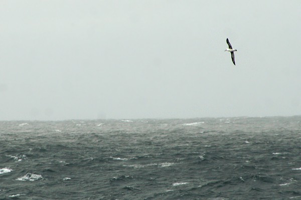 Laysan Albatross - ML729140
