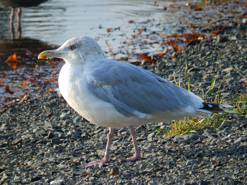 Herring Gull (American) - ML72914871