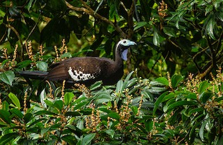  - Trinidad Piping-Guan