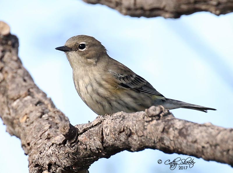 Yellow-rumped Warbler (Myrtle) - Cathy Sheeter