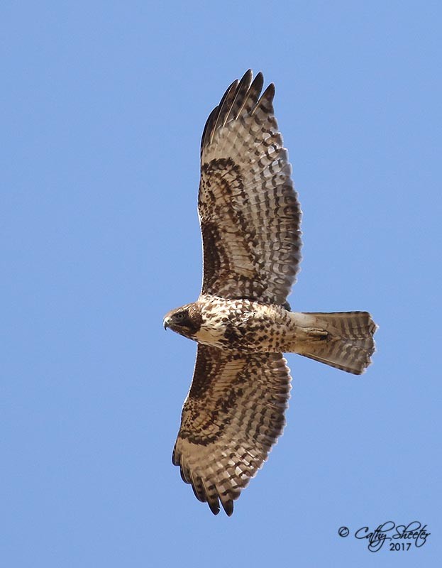 Red-tailed Hawk (calurus/alascensis) - Cathy Sheeter