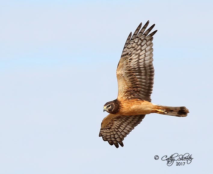 Northern Harrier - Cathy Sheeter