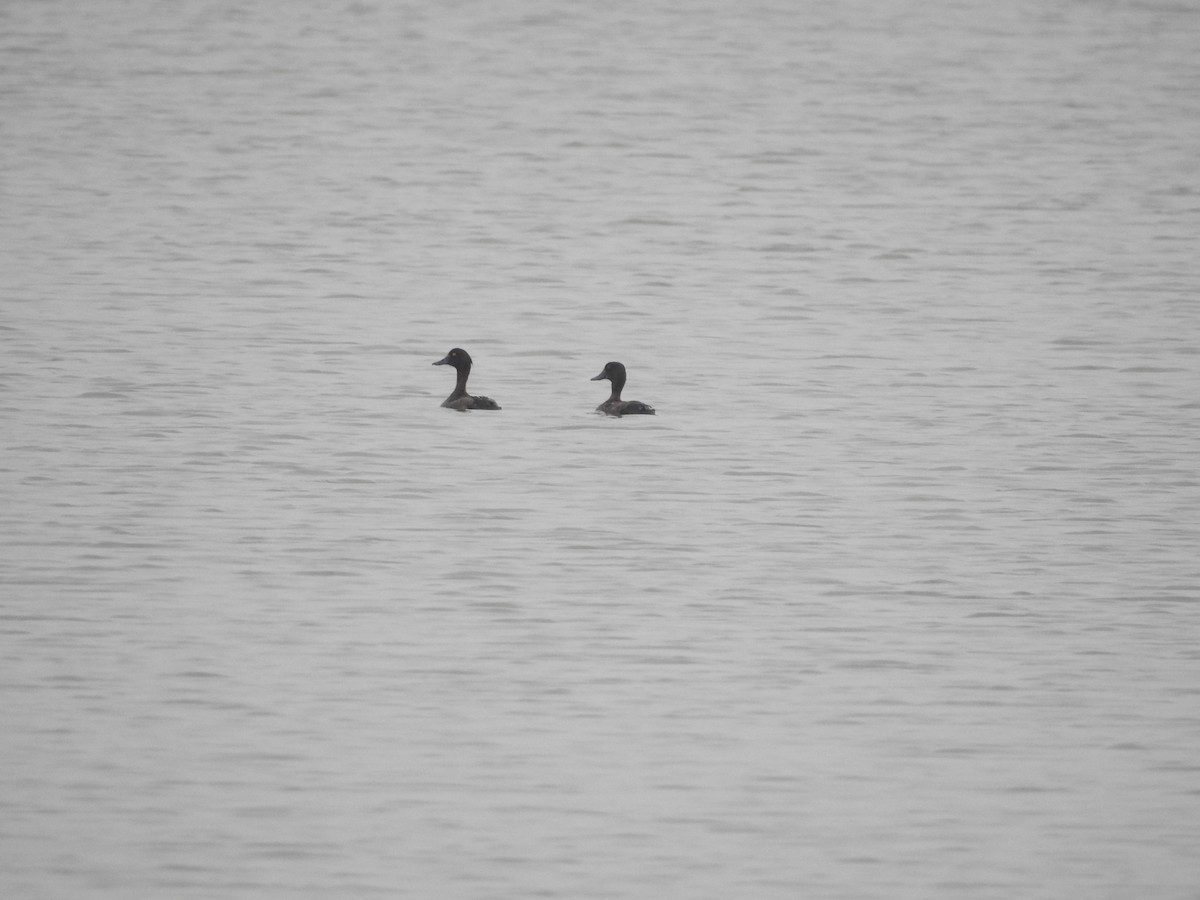 Tufted Duck - ML72916101