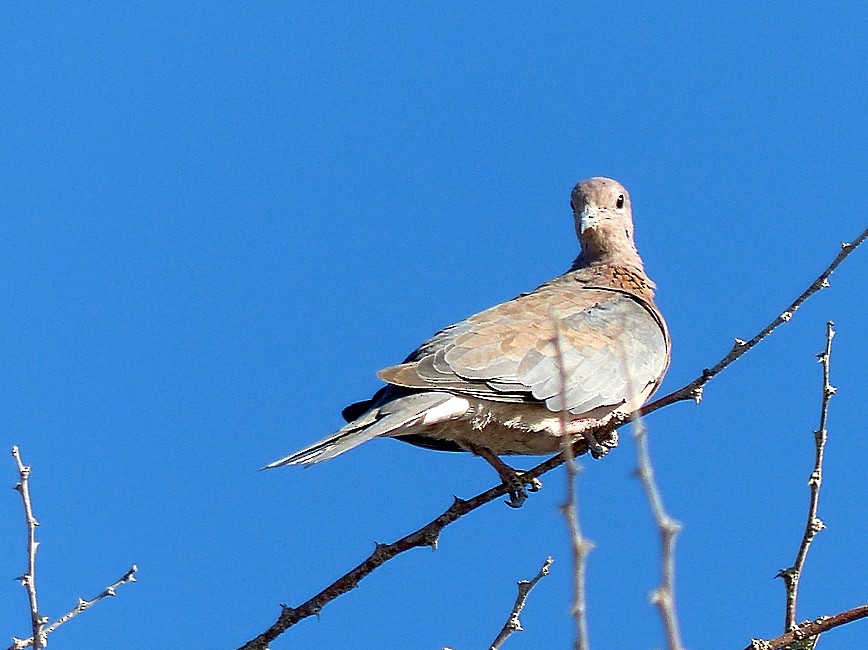 Laughing Dove - Sharon Kennedy