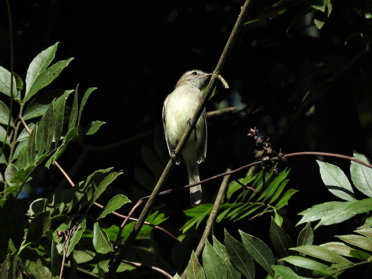 Northern Mouse-colored Tyrannulet - ML72918871