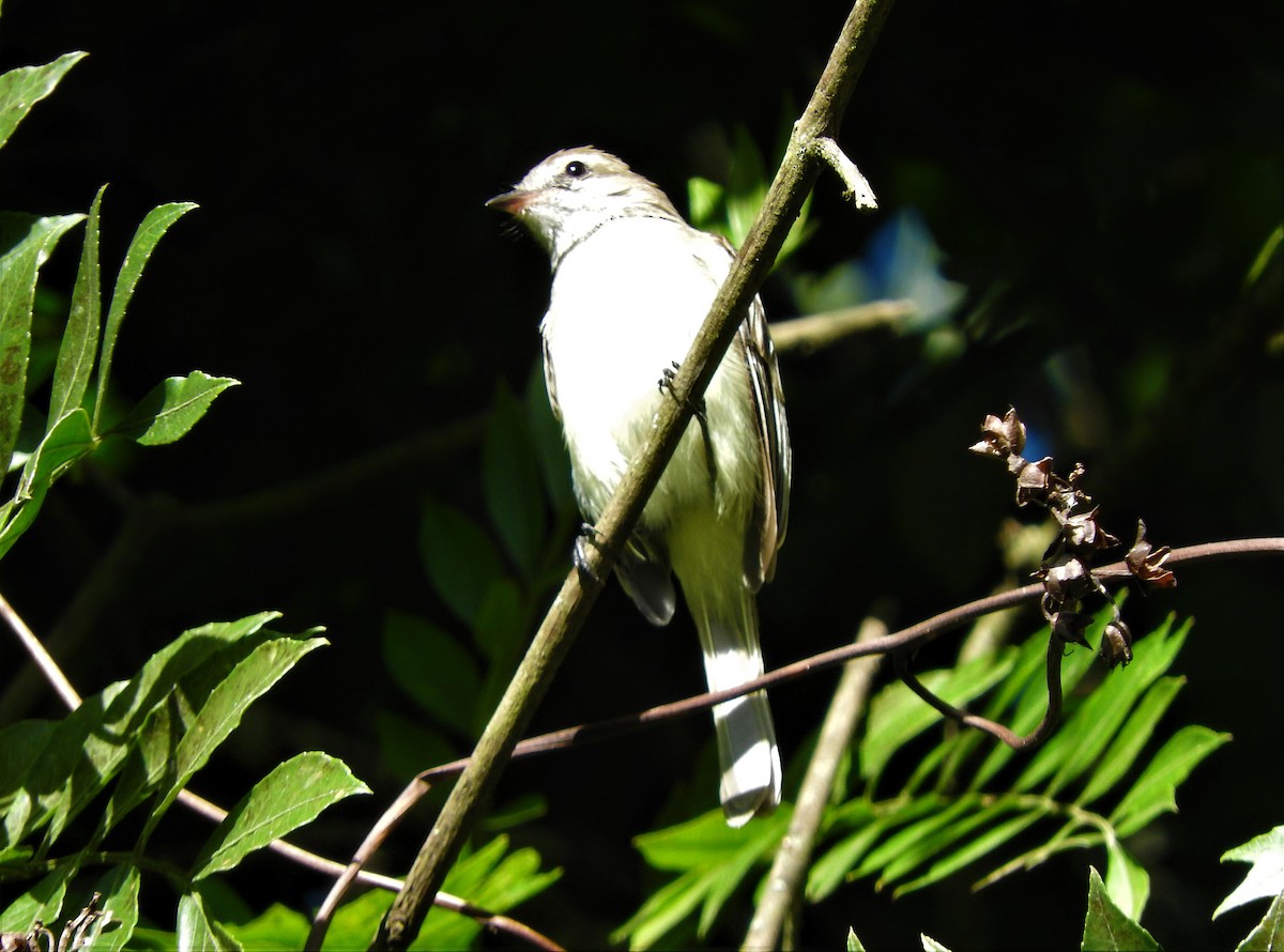 Northern Mouse-colored Tyrannulet - ML72918881