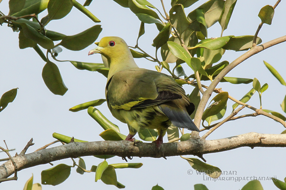 Orange-breasted Green-Pigeon - Wich’yanan Limparungpatthanakij