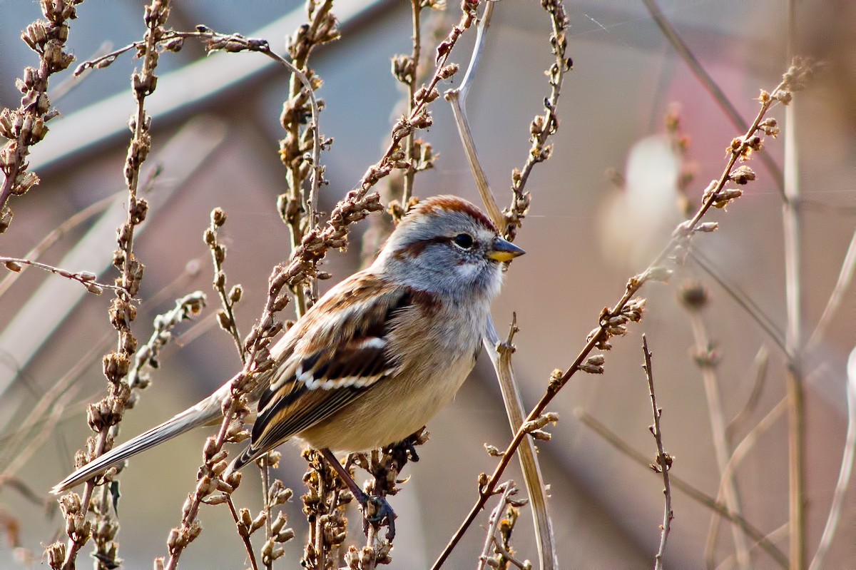 American Tree Sparrow - Rob Dickerson