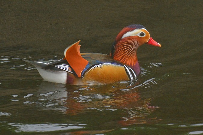 Mandarin Duck - ML72924251