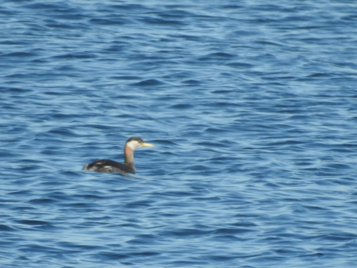 Red-necked Grebe - ML72924371