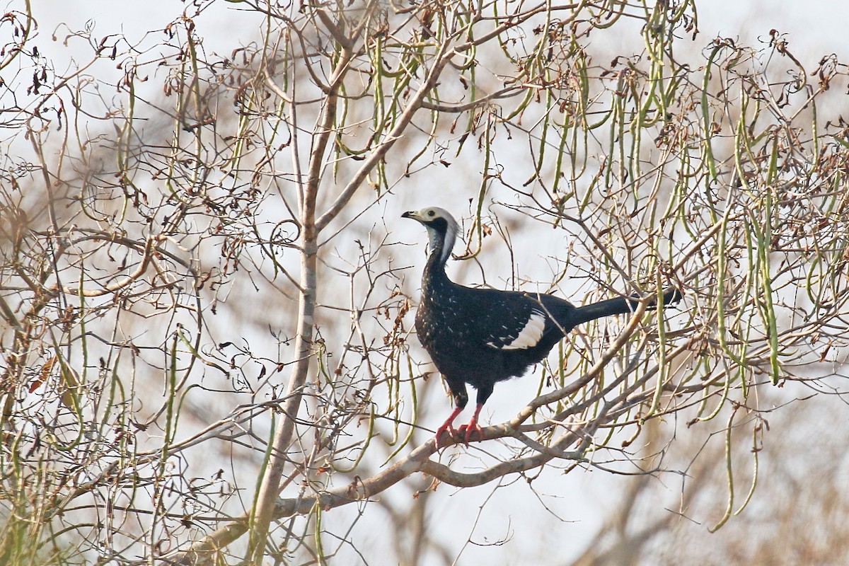 White-throated Piping-Guan - ML72924811