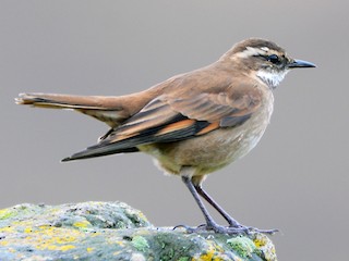  - Chestnut-winged Cinclodes