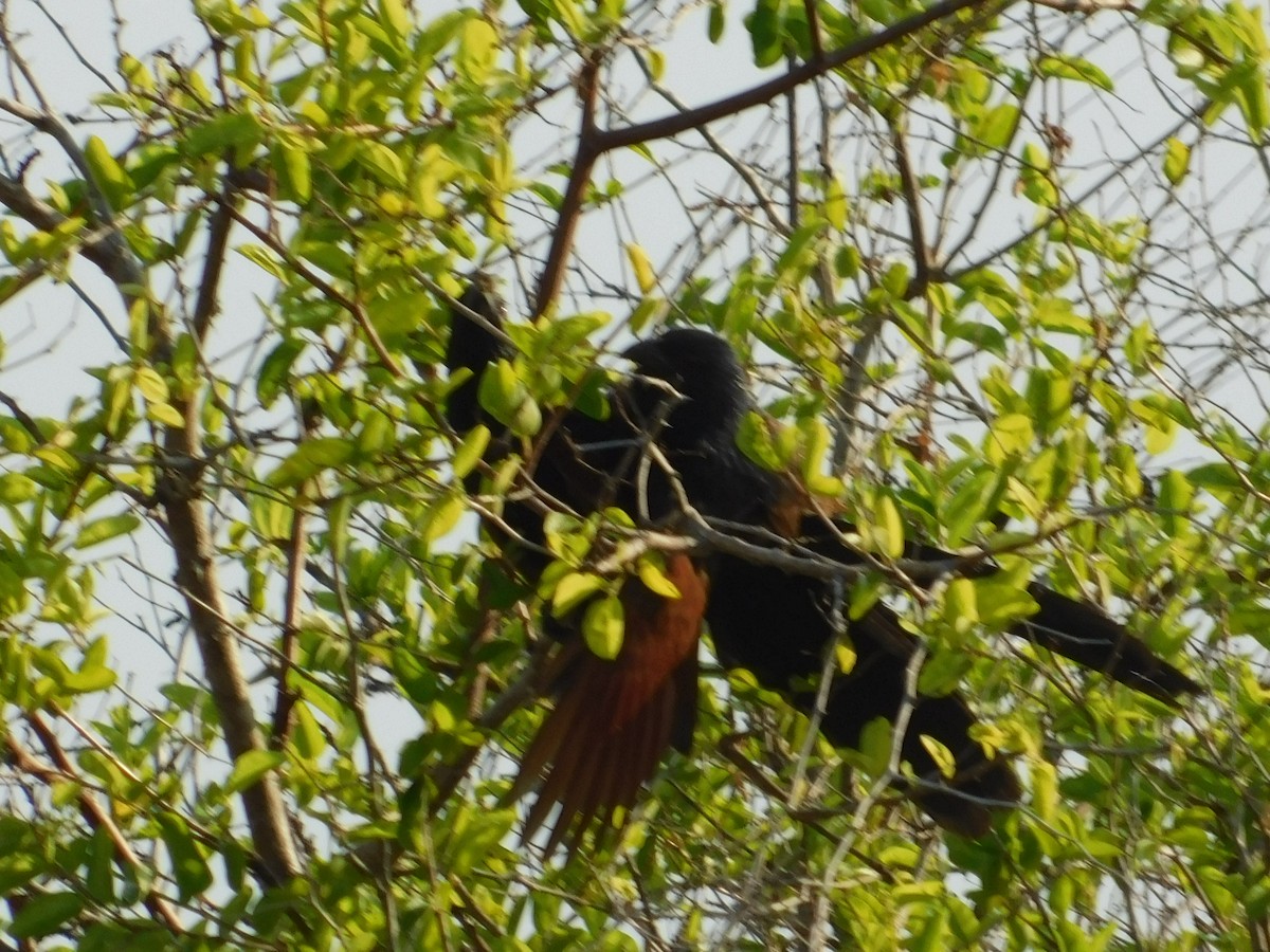 Malagasy Coucal - ML72926281