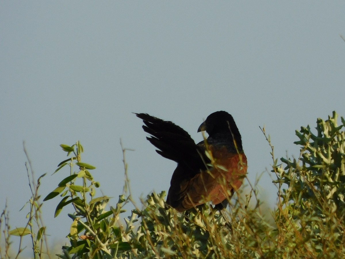Malagasy Coucal - ML72926311