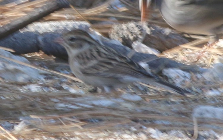 Chipping Sparrow - ML72926441