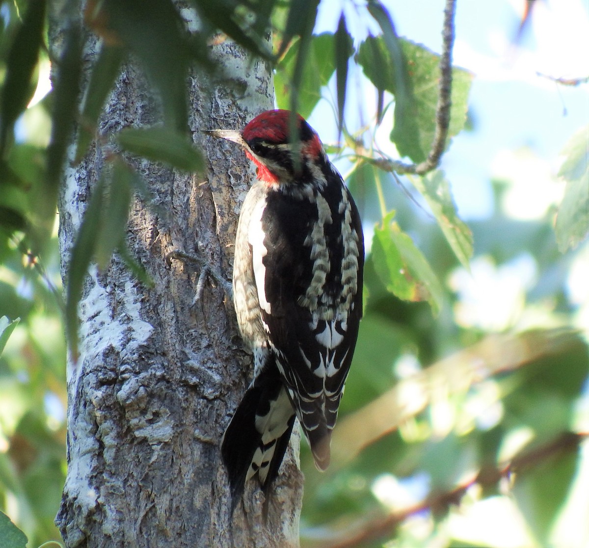 Red-naped Sapsucker - Michael Welch