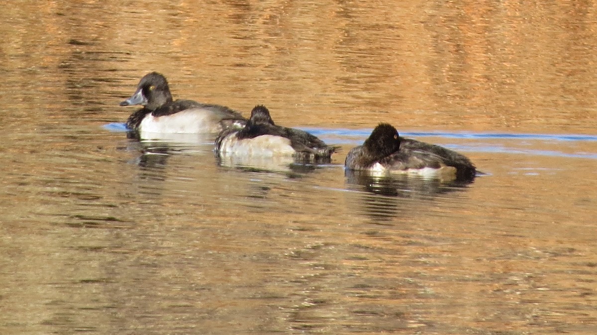 Ring-necked Duck - Mark Gorges