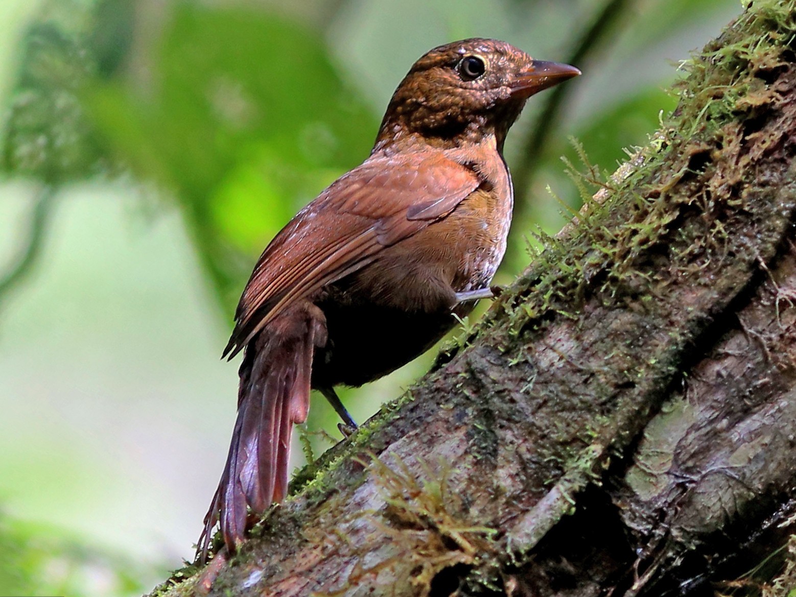 Uniform Treehunter - Rohan van Twest